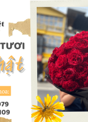 Shop Giao Hoa Tươi Đẹp Tại Đà Lạt – Nơi Gửi Gắm Yêu Thương Qua Những Đóa Hoa