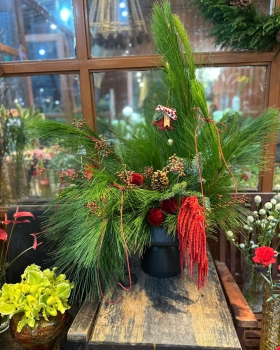 Hoa Noel